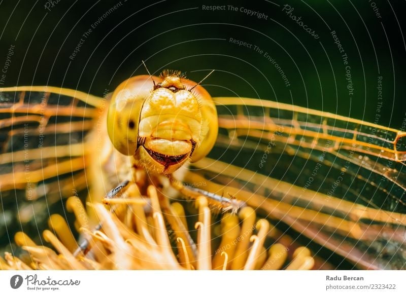 Extreme Macro Photo Of A Dragonfly Environment Nature Animal Summer Wild animal Fly Animal face Wing 1 Discover Uniqueness Small Cute Yellow Orange Adventure