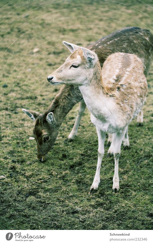 twosome Environment Nature Grass Animal Wild animal Animal face Zoo Petting zoo 2 Pair of animals Feeding To feed Roe deer Fawn Contrast Hoof Pelt Game park