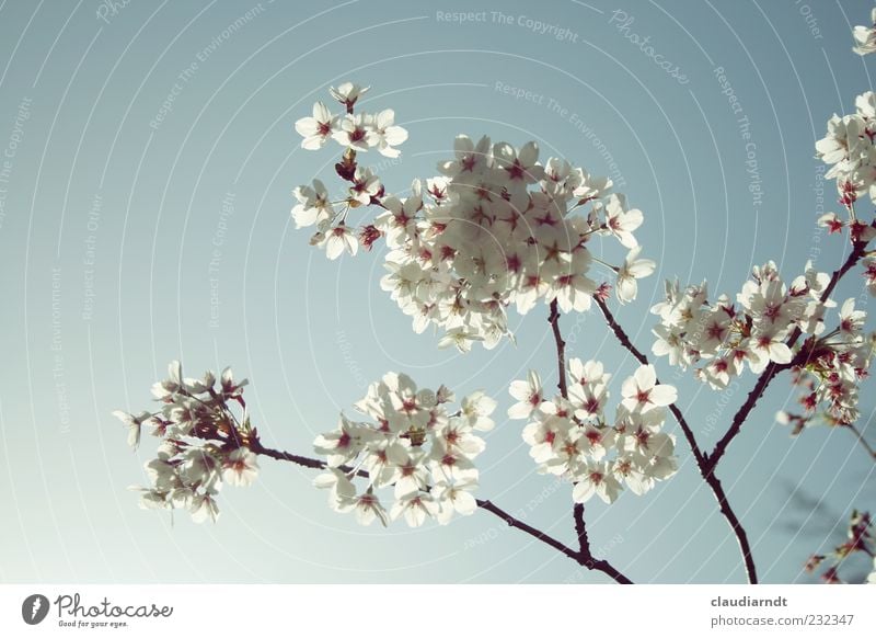 spotless Nature Plant Cloudless sky Spring Beautiful weather Blossom Cherry blossom Blossoming White Cherry tree Delicate X-rayed Pastel tone Twigs and branches