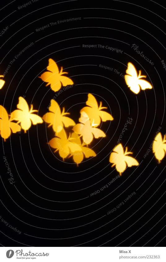 light points Animal Butterfly Wing Flock Flying Yellow Insect Structures and shapes Light (Natural Phenomenon) Black Colour photo Pattern Deserted