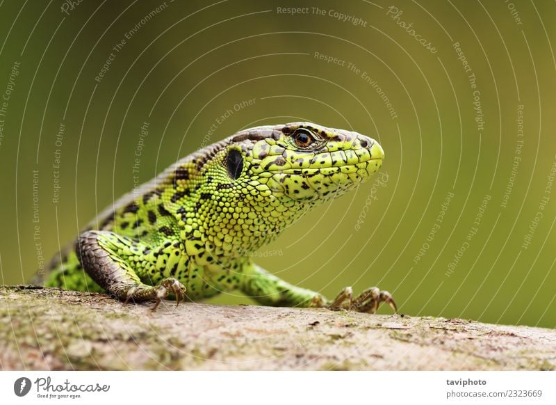 curious sand lizard on a wooden stump Beautiful Skin Face Man Adults Environment Nature Animal Sand Small Natural Wild Green Colour lacerta agilis Reptiles