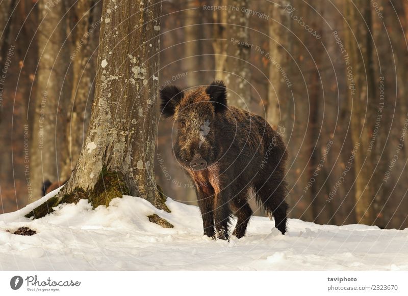 curious wild boar in the woods Beautiful Face Playing Hunting Winter Snow Youth (Young adults) Environment Nature Animal Forest Dark Large Natural Wild Brown