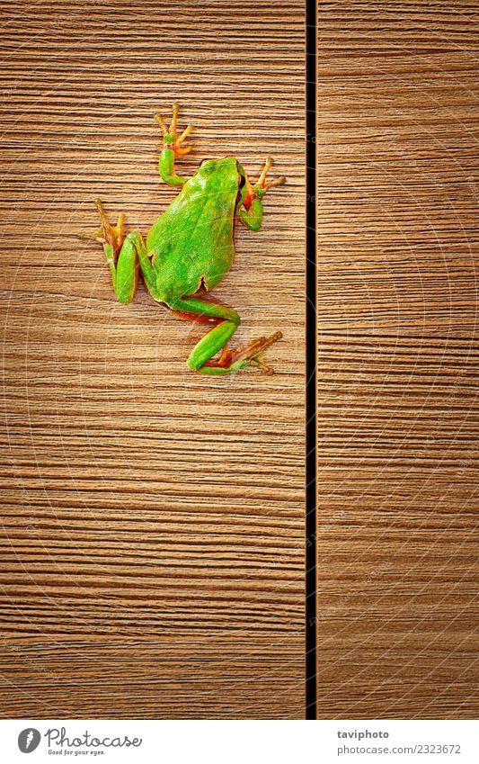 cute green tree frog climbing on wood House (Residential Structure) Furniture Climbing Mountaineering Environment Nature Animal Tree Wood Small Funny Natural
