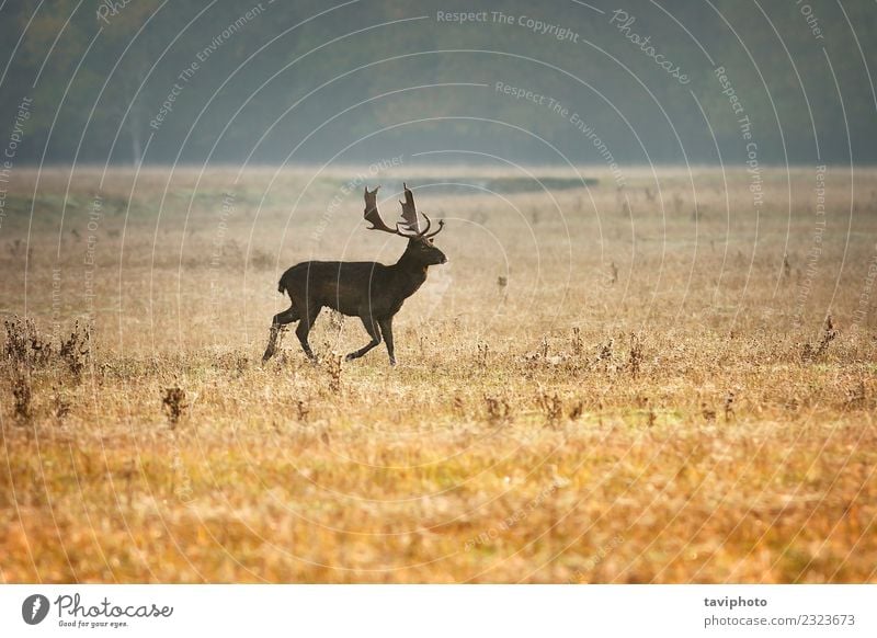 fallow deer stag in beautiful morning light Beautiful Playing Hunting Man Adults Environment Nature Landscape Animal Autumn Fog Meadow Large Natural Wild Brown