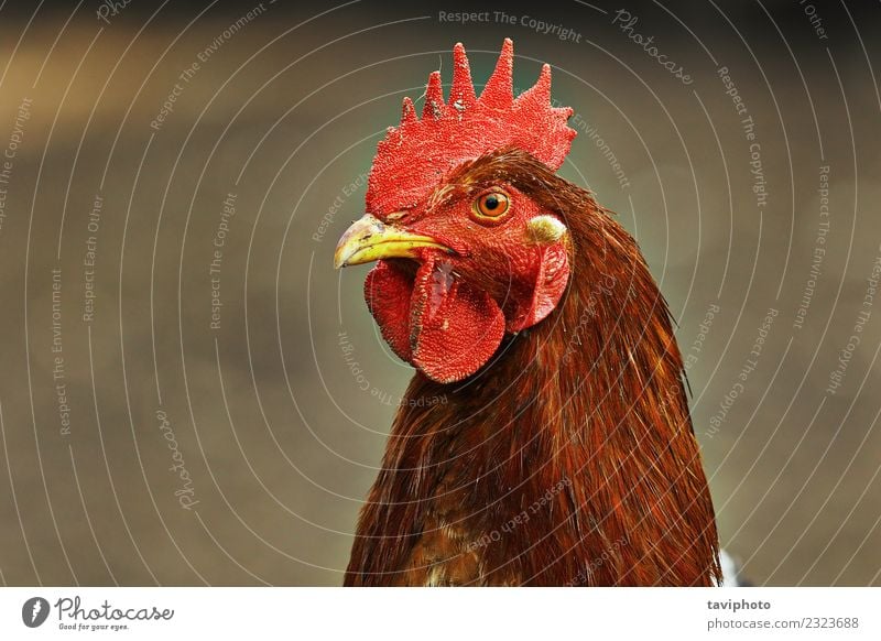 portrait of white hen on out of focus background - a Royalty Free Stock  Photo from Photocase