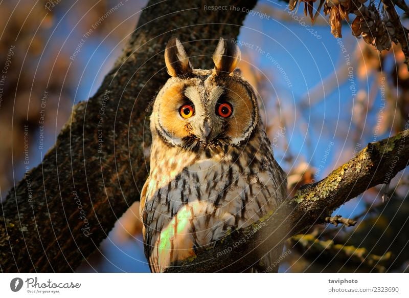 portrait of long eared owl Beautiful Face Environment Nature Animal Tree Forest Bird Sit Long Natural Cute Wild Brown Colour asio otus Owl wildlife head habitat