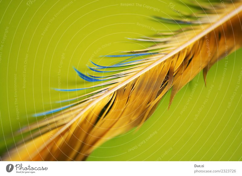 feather Feather Blue Yellow Green Colour Disheveled Things Colour photo Interior shot Studio shot Close-up Detail Structures and shapes Deserted Copy Space left