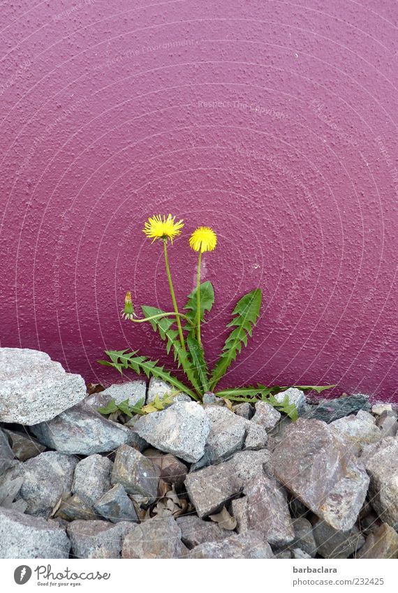 fringe group Spring Plant Dandelion Wall (barrier) Wall (building) Stone Concrete Blossoming Growth Beautiful Natural Yellow Gray Violet Spring fever Colour
