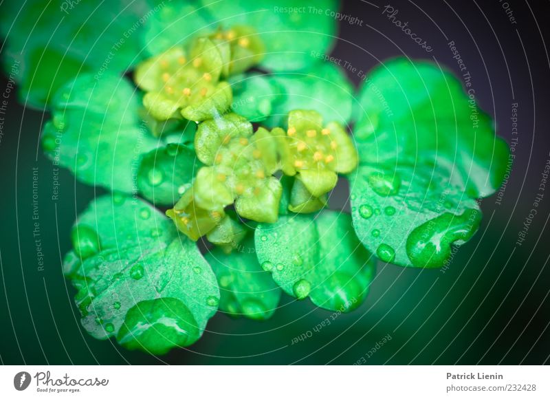 raindrops Environment Nature Plant Elements Drops of water Spring Blossom Foliage plant Wild plant Fresh Glittering Bright Beautiful Green Wet Growth