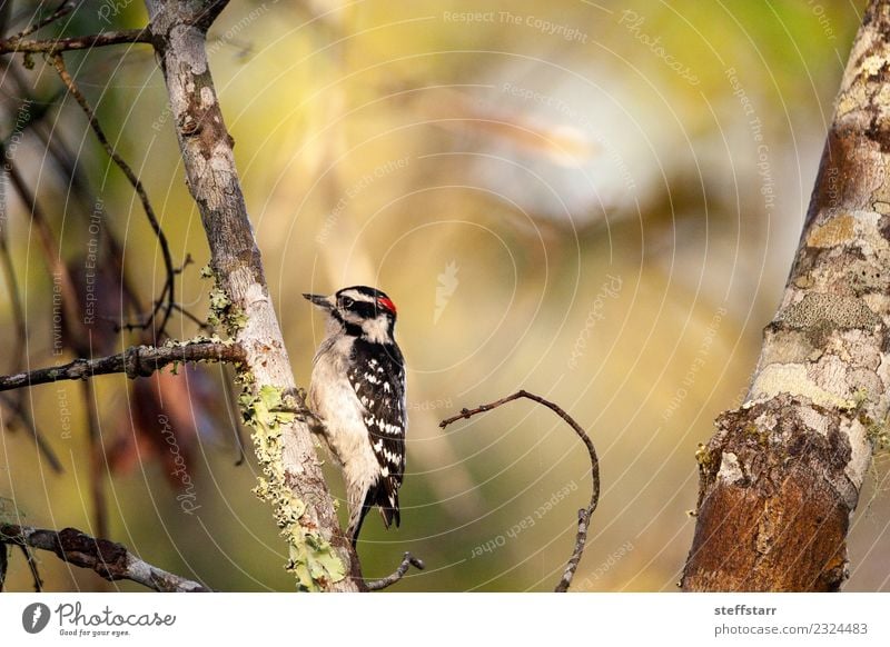 Downy woodpecker Picoides pubescens Plant Tree Forest Red-haired Animal Wild animal Bird 1 Wood Brown Black White Woodpecker Corkscrew Swamp