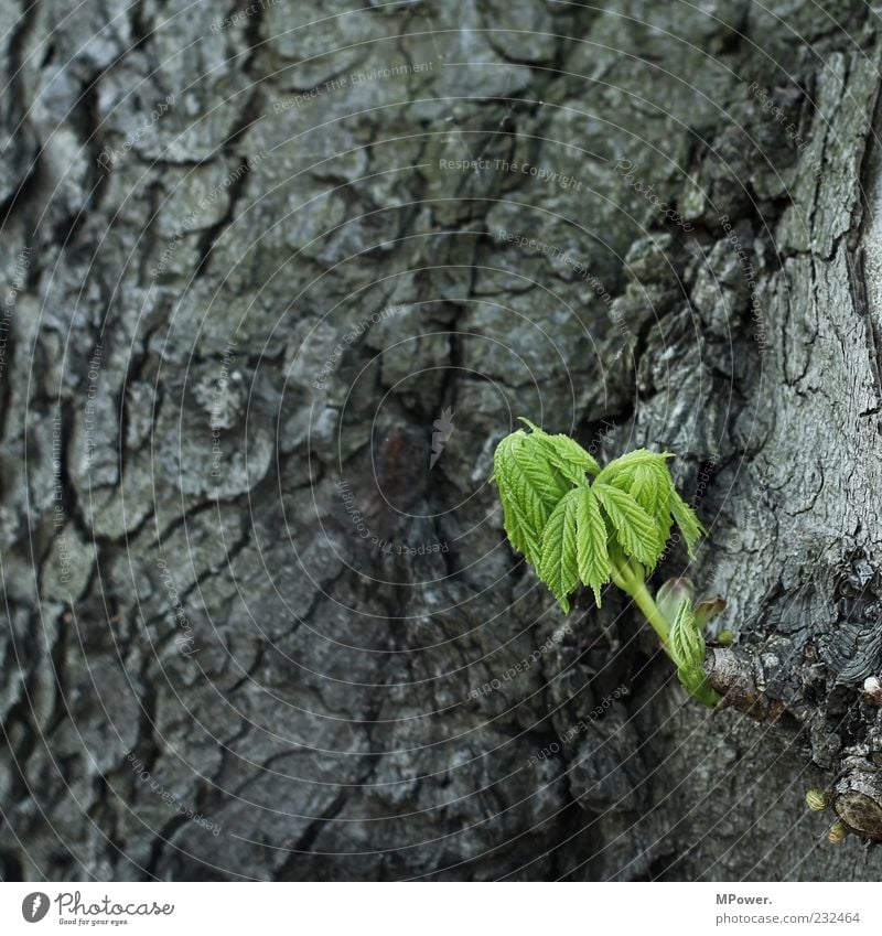 ... Environment Nature Plant Tree Leaf Wood Colour Growth Tree bark Little tree Green Gray Sprout Flourish Old 3 Germinate Colour photo Exterior shot Close-up