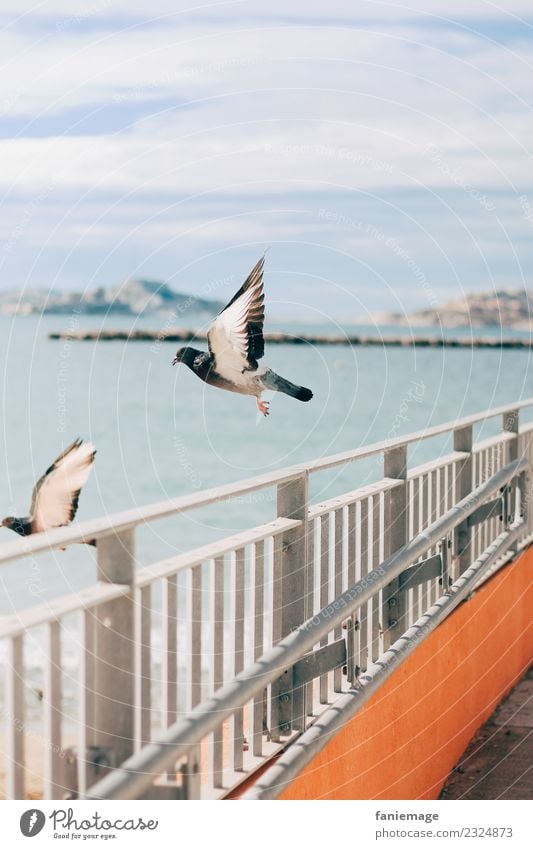 Pigeon taking off Animal Bird 2 Flying Airplane takeoff Marseille Iles du Frioul Fence Port City Ocean Wing Splay Elegant Peace Town City life Mountain Harbour
