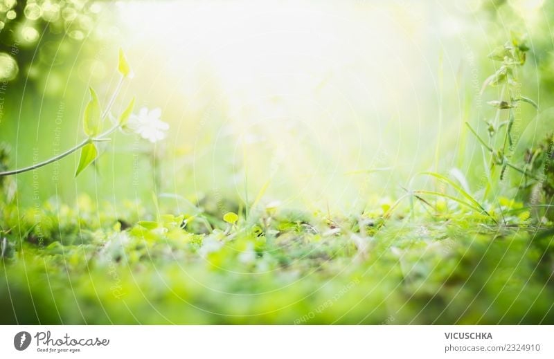 Sunny Summer Nature Background - a Royalty Free Stock Photo from Photocase