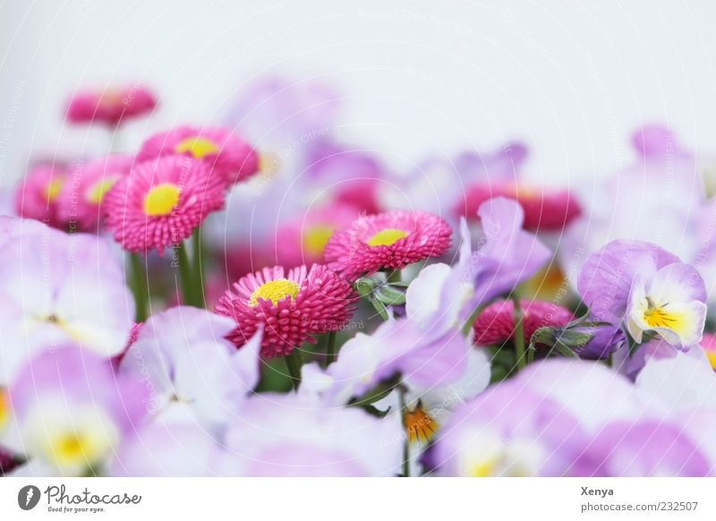 sea of blossoms Plant Flower Blossom Blossoming Esthetic Violet Pink White Spring fever Delicate Daisy Pansy Colour photo Exterior shot Macro (Extreme close-up)