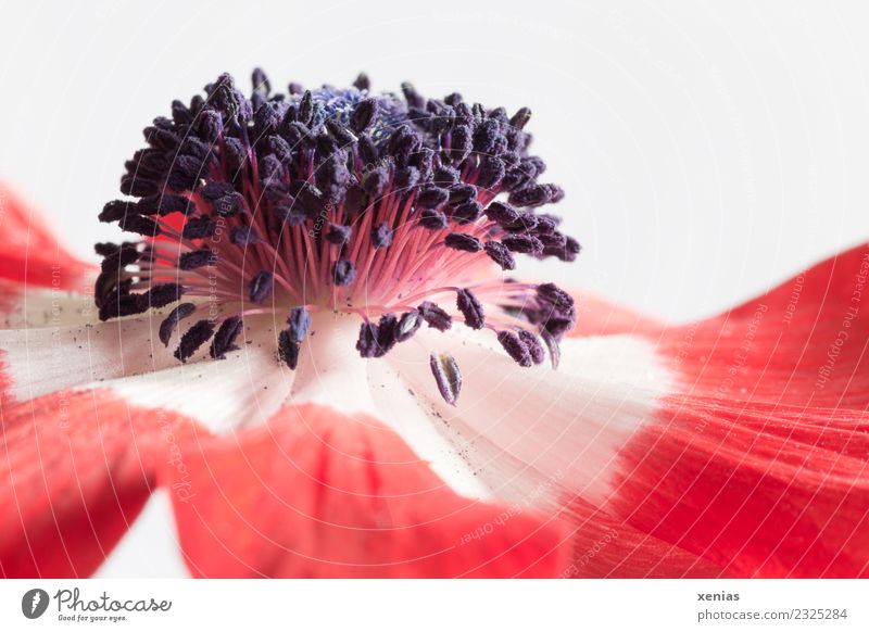 Macro shot of an anemone in red and white Anemone flowers bleed Red Black White ovary Crowfoot plants Blossom leave filament Studio shot Close-up Detail