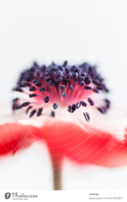 Macro shot Red Anemone with open aperture against white background spring Autumn flowers bleed Blossoming Soft Black White Blossom leave filament Stalk Blur