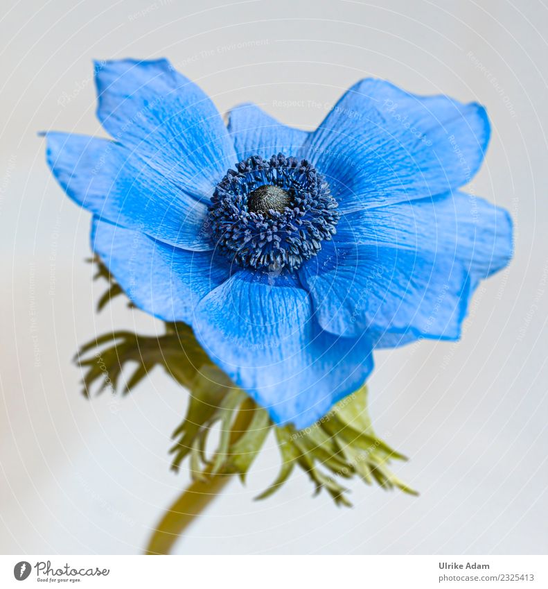 Blue crown anemone (Anemone coronaria) Elegant Style Harmonious Well-being Contentment Relaxation Calm Meditation Decoration Wallpaper Image Mother's Day Nature