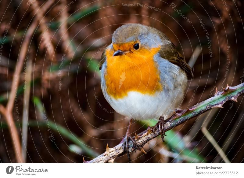 Robin on a branch Nature Animal birds Grand piano To hold on Flying Fat Authentic Simple Fantastic Brash Free Small Brown Red Love Love of animals Timidity