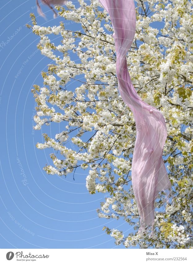 Spring leaves its pink ribbon ... Nature Plant Cloudless sky Beautiful weather Tree Leaf Blossom Scarf Flying Blue Pink Floating Cherry blossom Cherry tree