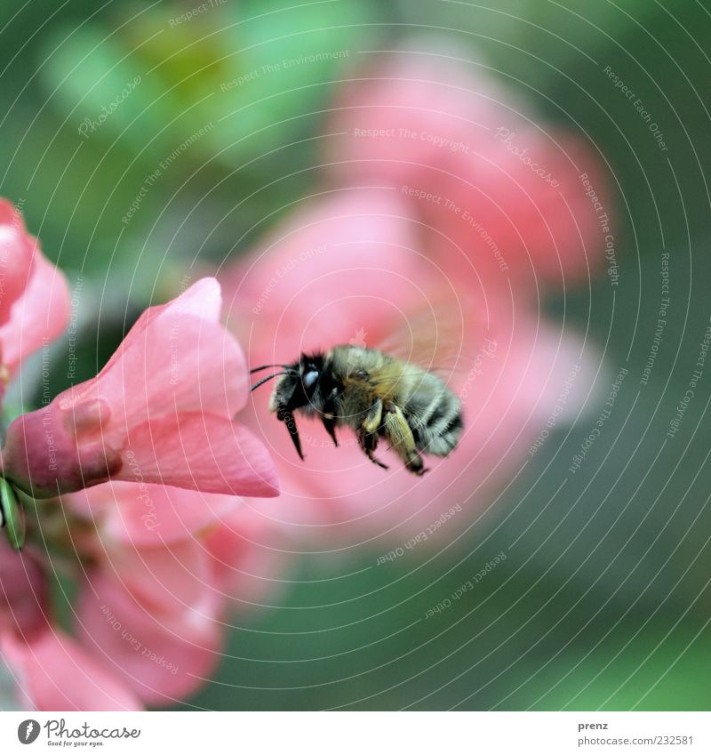 juhu spring Environment Nature Plant Animal Air Bushes Blossom Wild plant Bee 1 Green Pink Flying Blossom leave Feeler Wing Hover Full-length Motion blur