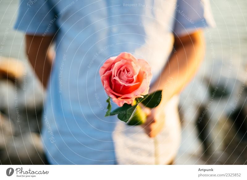 Young man offering a rose Rose Pink Leaf Shirt Close-up Valentine's Day Love Romance Couple Hand Arm Shallow depth of field Flower Red
