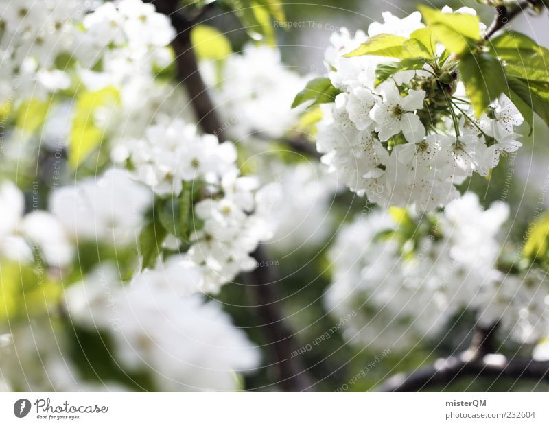 Spring. Environment Nature Plant Sunlight Climate Tree Leaf Blossom Agricultural crop Esthetic Blossoming Spring day Cherry blossom White Blur Green Bud