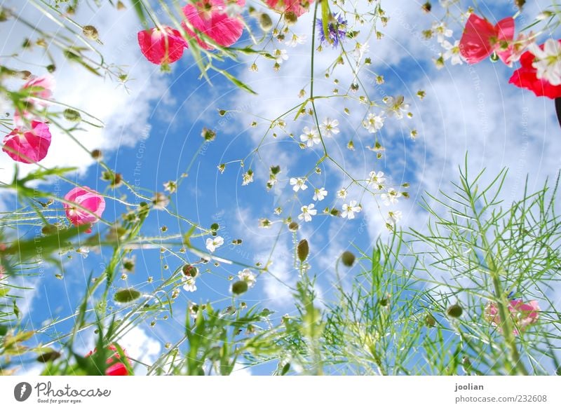 Rise high. Life Well-being Senses Fragrance Freedom Summer Sun Nature Plant Sky Clouds Sunlight Spring Beautiful weather Warmth Flower Grass Leaf Blossom Garden