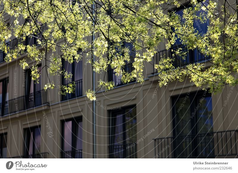 Spring in the city Nature Plant Beautiful weather Tree Leaf Branch House (Residential Structure) Places Manmade structures Building Architecture Facade Balcony