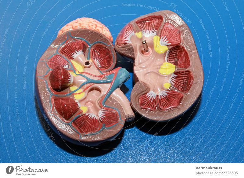 Model of a kidney Plastic Near Clean Blue Multicoloured Yellow Red Advice Education Healthy Health care School Know kidney model object of interest 3D