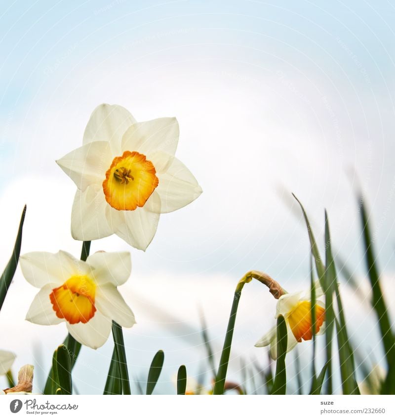 Easter bells Environment Nature Plant Sky Clouds Spring Beautiful weather Flower Blossom Blossoming Happy Happiness Spring fever Anticipation Growth Narcissus