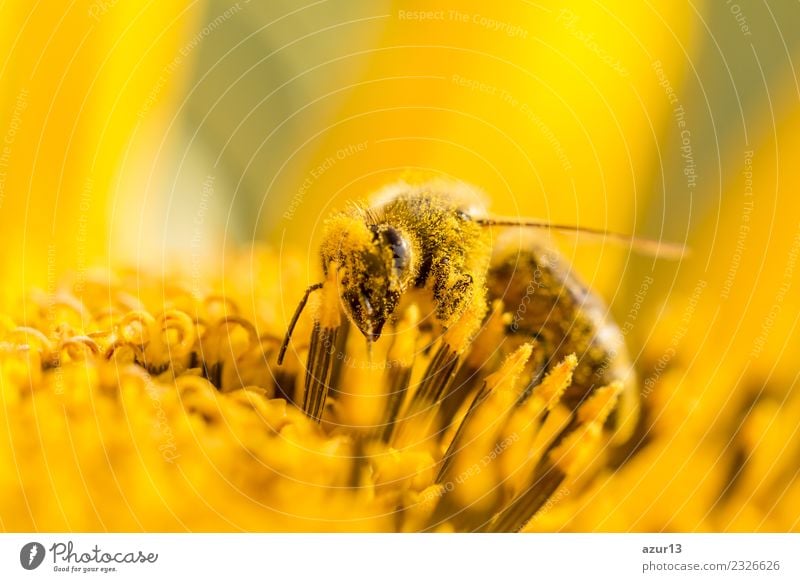 Macro honey bee collects yellow pollen on sunflower in nature Body Hair and hairstyles Summer Environment Nature Plant Animal Sun Spring Climate Climate change