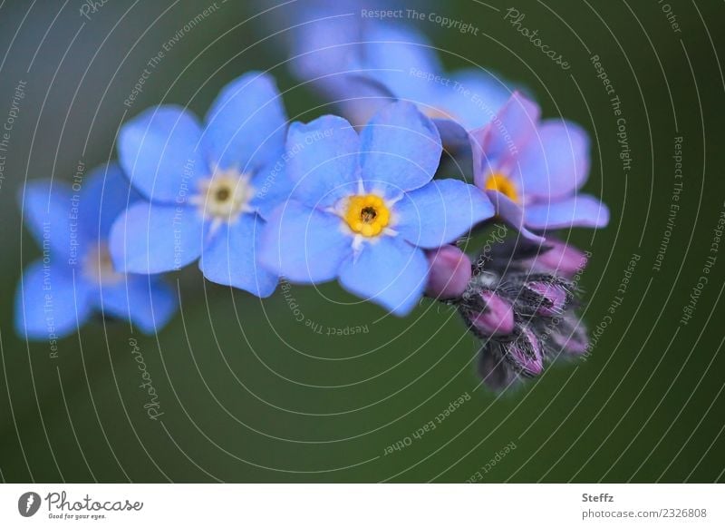 Forget-me-not in spring forget-me-not flower spring blossoms Myosotis Bud petals blue blossoms April heyday delicate blossoms Romance romantic flowers
