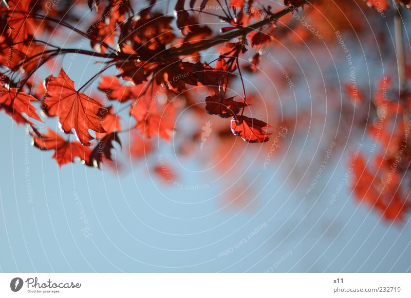 blue sky, red leaves Environment Nature Plant Air Sky Cloudless sky Sunlight Spring Summer Weather Beautiful weather Tree Leaf Hang Illuminate Esthetic Blue Red
