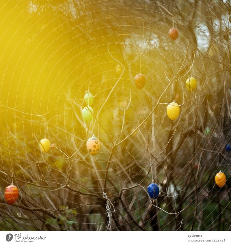 golden egg Easter Environment Nature Spring Tree Bushes Uniqueness Colour Emotions Calm Beautiful Twigs and branches Easter egg Decoration Embellish Suspended