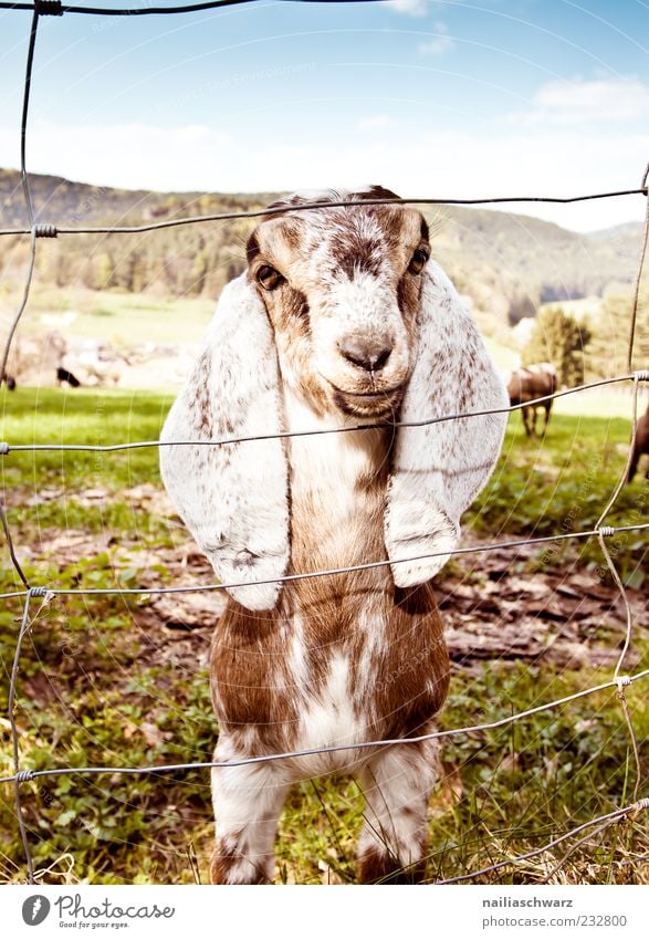 floppy ear Animal Farm animal Goats 1 Baby animal Looking Stand Esthetic Blue Brown Green Spring Fence Wire fence Colour photo Exterior shot Deserted