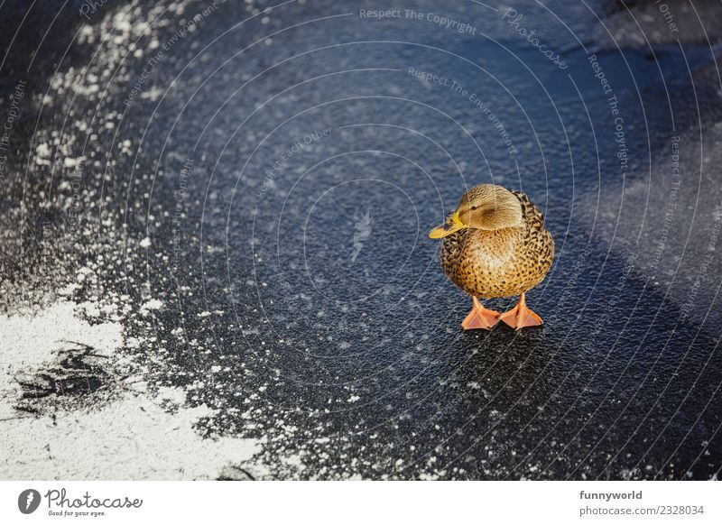 Little duck stands on ice Animal Wild animal 1 Sadness Cute Longing Duck Duck birds Ice Winter Cold Bird Feather Frozen Stand Looking Meditative Think