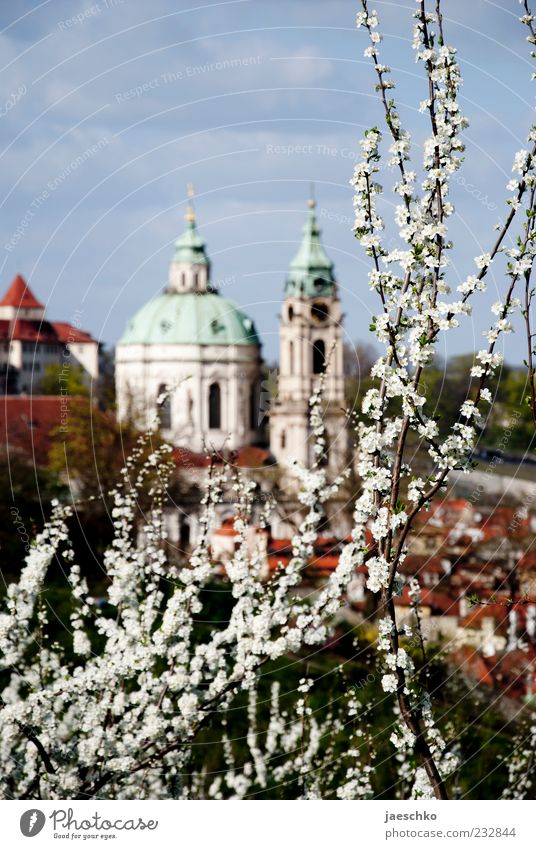 Prague Spring VIII Plant Tree Blossom Capital city Outskirts Church Blossoming Domed roof Cherry tree Cherry blossom Spring day Religion and faith