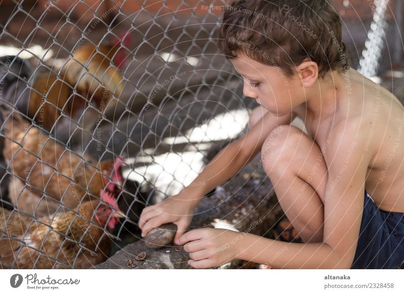 Little boy sitting with farm chickens Joy Happy Beautiful Playing Summer House (Residential Structure) Child Human being Baby Boy (child) Man Adults Infancy