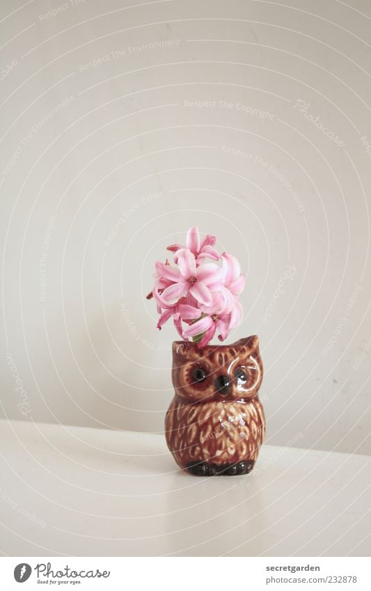 Happy Easter to you! Flat (apartment) Table Feasts & Celebrations Plant Blossom Hyacinthus Owl birds Decoration Kitsch Odds and ends Souvenir Collection
