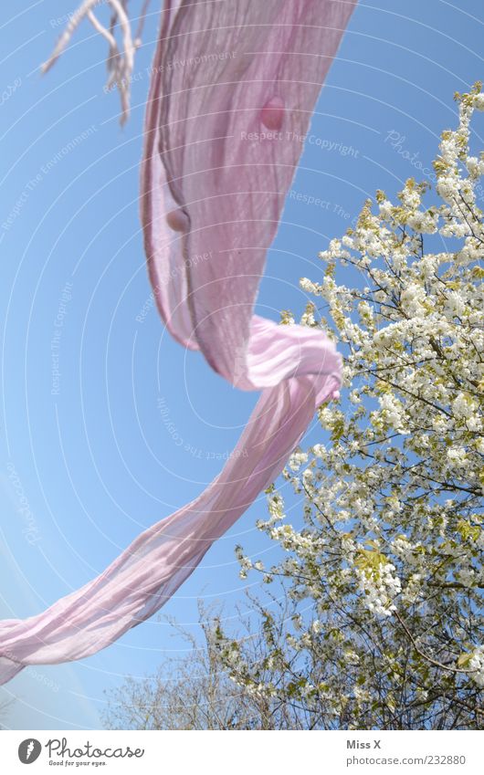 shaft Air Spring Beautiful weather Wind Tree Garden Park Scarf Flying Pink Neckerchief Freedom Rag Colour photo Multicoloured Exterior shot Deserted Motion blur