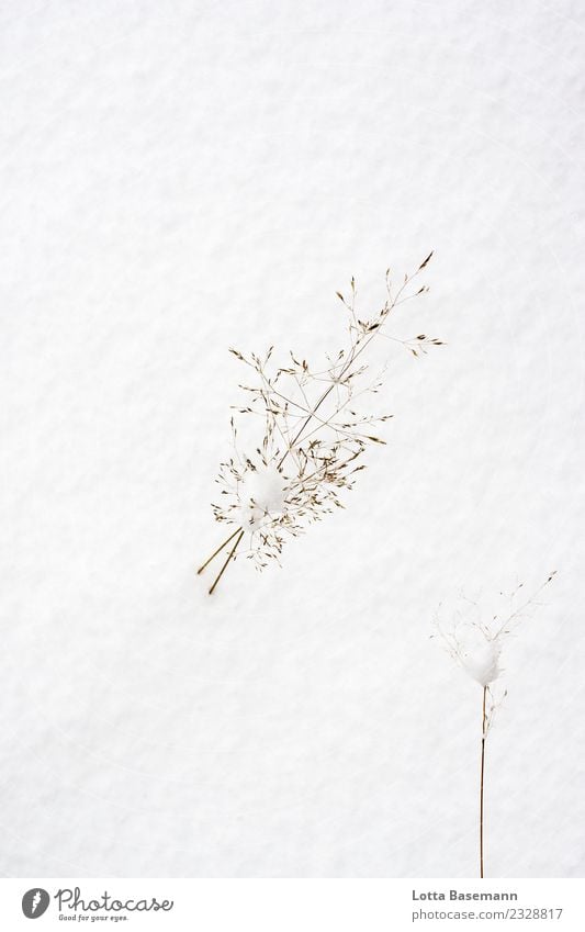 snow Environment Nature Plant Animal Winter Weather Snow Grass Foliage plant Wild plant Meadow Freeze Esthetic Natural Beautiful White Moody Loneliness Cold