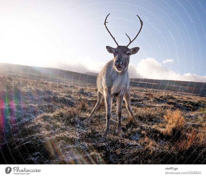 Reindeer in Scotland in winter Vacation & Travel Trip Freedom Expedition Winter Winter vacation Mountain Hiking Environment Nature Landscape Autumn