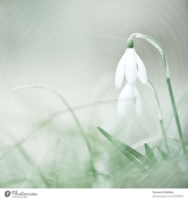Soon! Nature Plant Growth Snowdrop 2 In pairs herald of spring Spring White Blossom Colour photo Subdued colour Close-up Detail Deserted Copy Space left Day