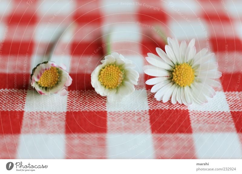 daisy metamorphosis Nature Plant Spring Summer Flower Blossom Red White Metamorphosis Daisy Blossoming Checkered Growth Colour photo Interior shot