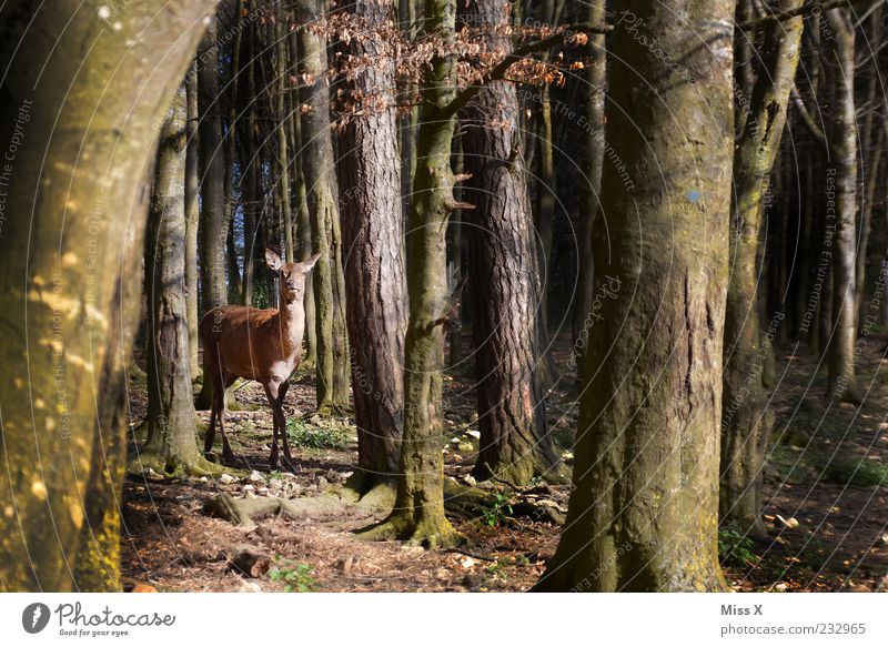 A little deer stands in the forest Nature Spring Autumn Tree Forest Animal Wild animal 1 Stand Curiosity Timidity Roe deer Deer Beech wood Beech tree