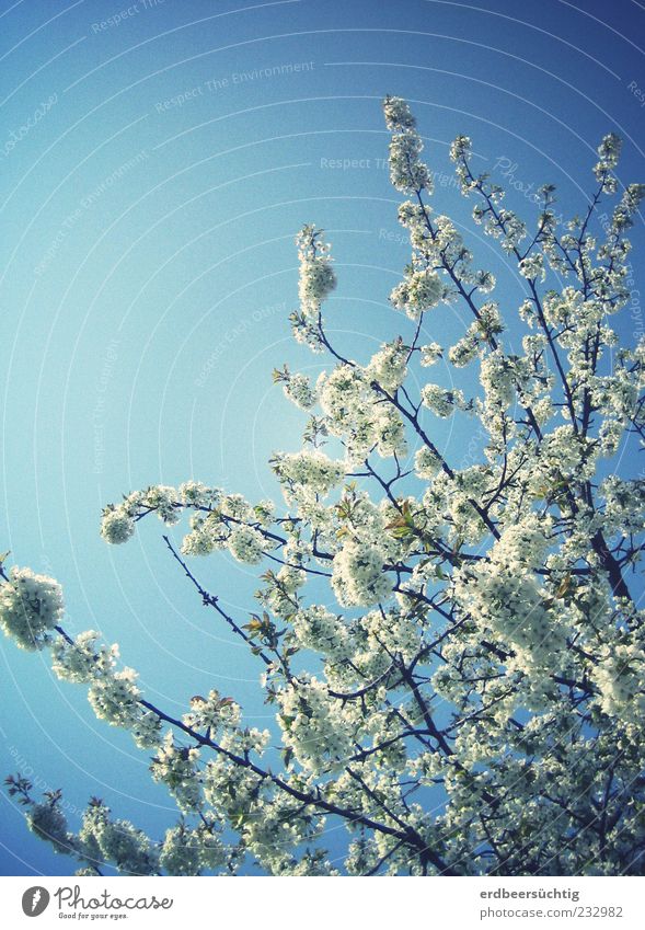 White splendour Nature Plant Sky Cloudless sky Spring Beautiful weather Tree Blossom Blossoming Illuminate Growth Blue Calm Environment Twigs and branches