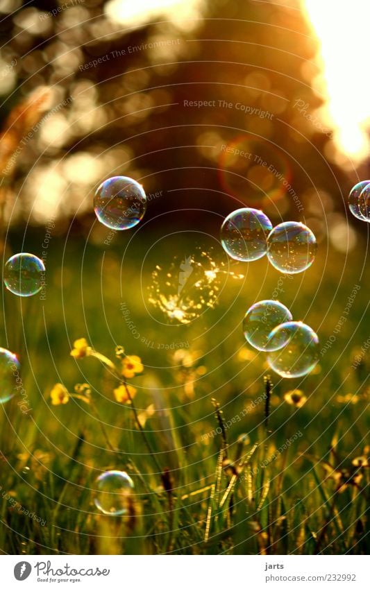 OoO Oo Nature Spring Summer Beautiful weather Meadow Ease Soap bubble Dream Hover Snap Colour photo Exterior shot Close-up Detail Deserted Copy Space top