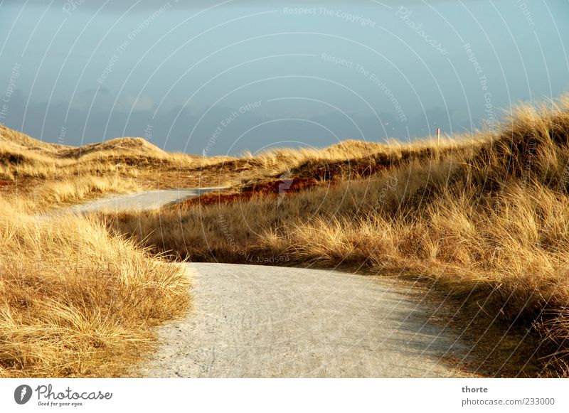 shifting sand dunes Landscape Lanes & trails Blue Multicoloured Yellow Gray Moody Exterior shot Marram grass Dune Central perspective Copy Space bottom