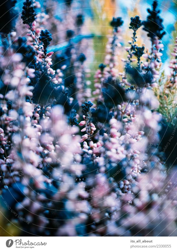 winter flowers Nature Plant Winter Mountain heather Cold Blue Violet Pink Colour photo Exterior shot Deserted Blur Central perspective