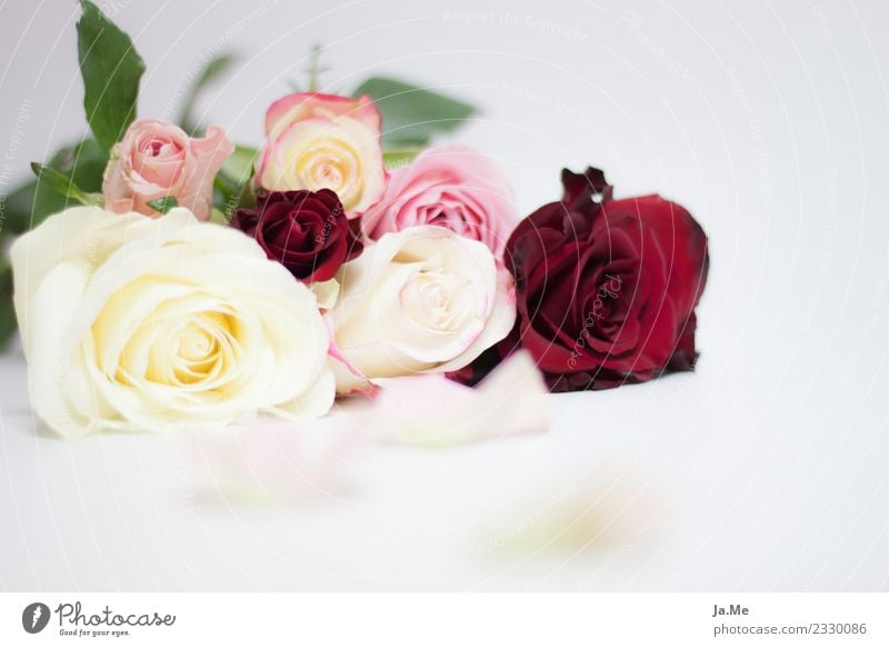 Would you also like to accept this rose? Nature Plant Spring Flower Rose Leaf Blossom Bouquet Rose leaves bouquet of roses Rose blossom Fragrance Exotic